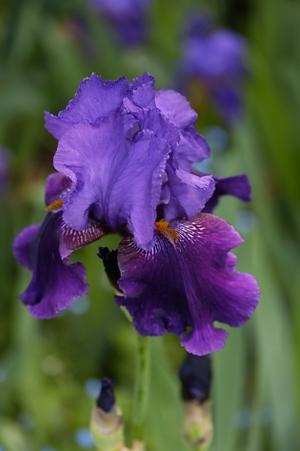 Jardin des Impressionnistes-MAI14-069